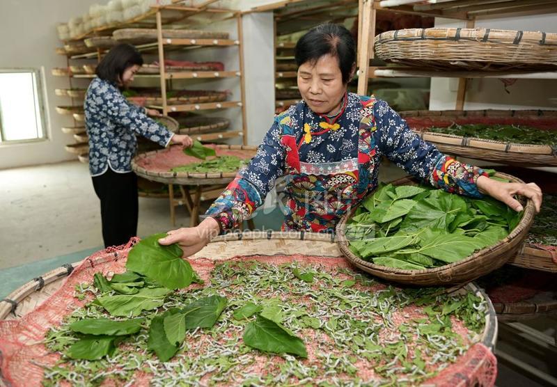 澳门一肖中100%期期准海南特区号精选解释解析落实